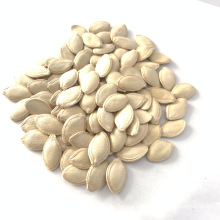 Precio especial de semillas de calabaza Northwesr